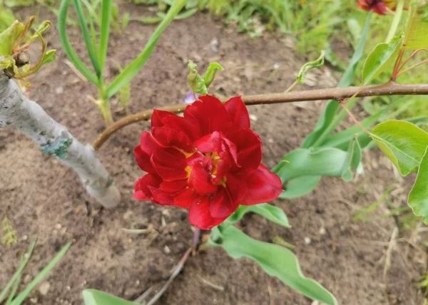 3 главных ошибки при осенней посадке тюльпанов