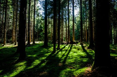 15-17 сентября — Российские дни леса - новости экологии на ECOportal