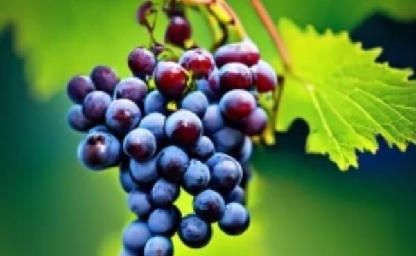 Управление спящей почкой на южных виноградниках дает два урожая за сезон