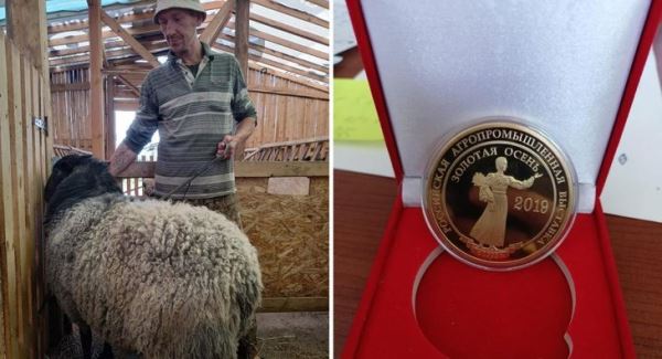 Знаменитое фермерское племхозяйство с романовскими овцами в Вологодской области возобновляет экспорт животных в Узбекистан
