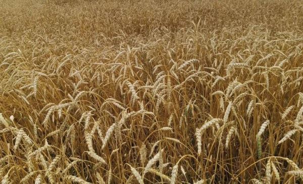 Фосфорные удобрения при посеве озимой пшеницы для залога хорошего урожая