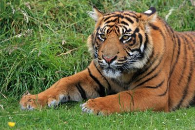 24 сентября — День тигра на Дальнем Востоке - новости экологии на ECOportal