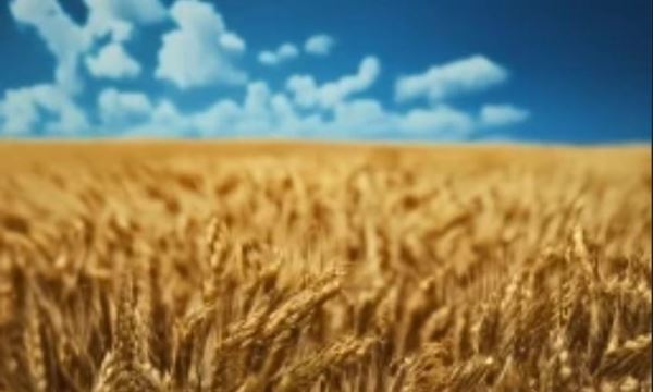 Семена ГМО пшеницы с повышенным содержанием железа готовы предоставить для посева британские ученые