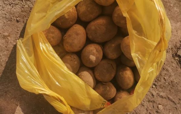 Чем обработать картофельные ящики для сохранения клубней до весны