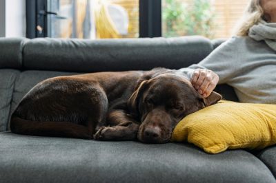 5 признаков того, что у вашей собаки развивается деменция - новости экологии на ECOportal