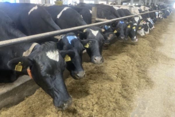 Вологодские животноводы начинают получать субсидии на поддержку собственного производства молока