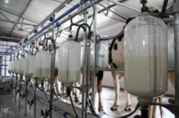 Ставропольский край наращивает свои позиции в молочной отрасли