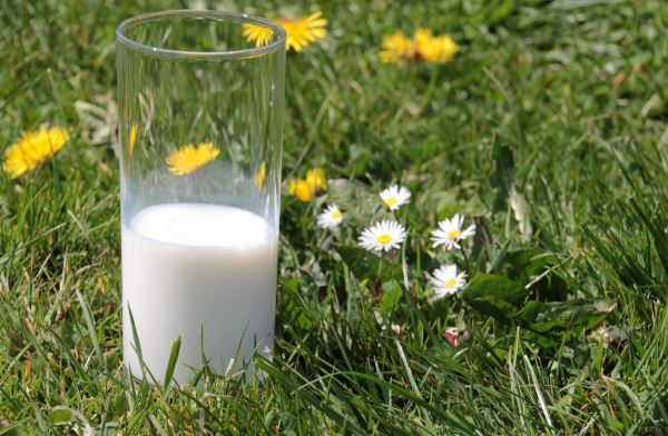 В мордовских сельхозорганизациях выросло производство молока