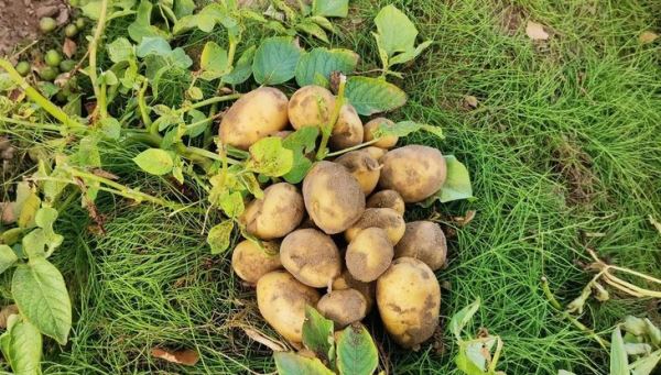 Золотистую картофельную нематоду ликвидировали на приусадебных участках в Ивановской области