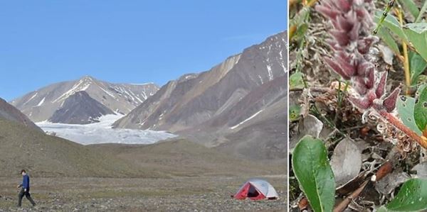 На одном из самых северных островов мира обнаружен новый патоген растений
