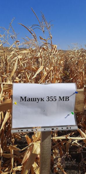 Результаты демпосева российских сортов кукурузы по предшественникам льну и пшенице