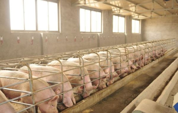 Китай снял 15-летние ограничения на экспорт свинины из России