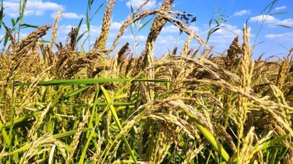 Контроль посевов риса в Краснодарском крае позволил не допустить потерь урожая