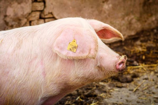 Китай отменил 15-летние ограничения на экспорт свинины из России — Россельхознадзор