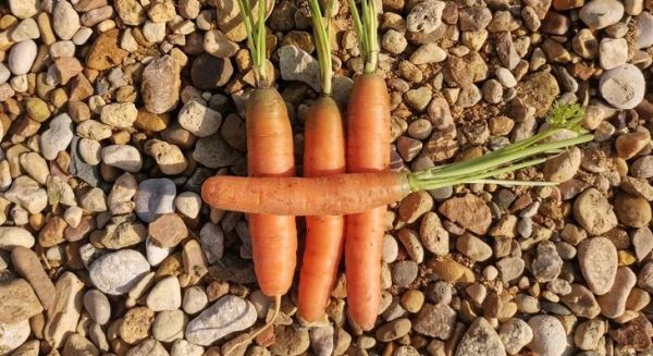 В образце моркови нашли запрещенные действующие вещества пестицидных препаратов