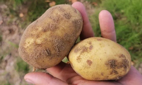 Опыт калининградских картофелеводов по профилактике болезней в 2023 году