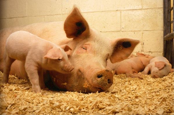 «Сибагро» планирует построить свинокомплекс в Монголии