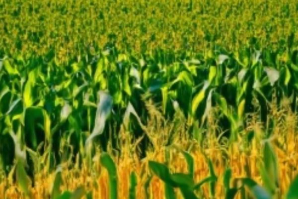 Крупный семенной скандал с ГМО кукурузой разразился в США