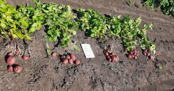 Оздоровление картофеля от вирусных болезней с помощью культуры меристемы применяют в Красноярском крае
