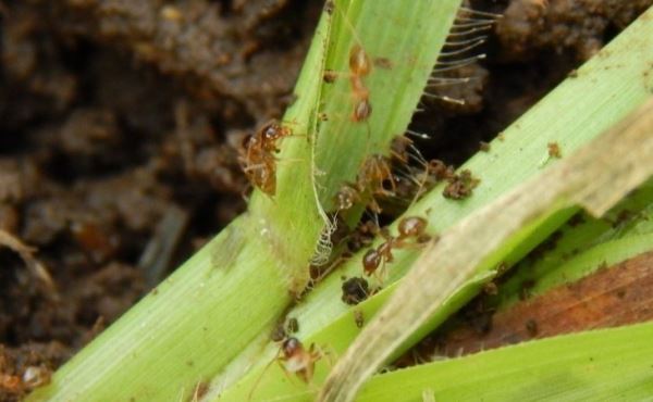 Против нашествия сумасшедших муравьев в Коста-Рике выдали экстренное разрешение на фипронил