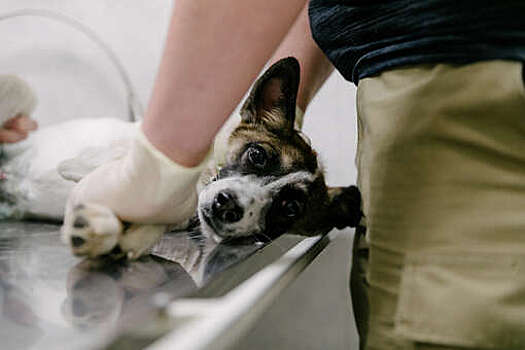 B&P: органоиды позволят дать собакам таргетную терапию против рака