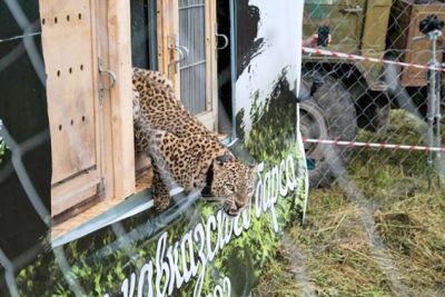Браконьеры в Северной Осетии застрелили леопарда Лео - новости экологии на ECOportal