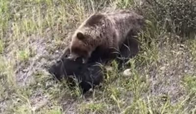 Бурый медведь потаскал тушу черного - новости экологии на ECOportal