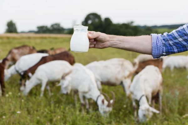 В сельхозорганизациях Татарстана за сутки получено 4,6 тыс. т молока