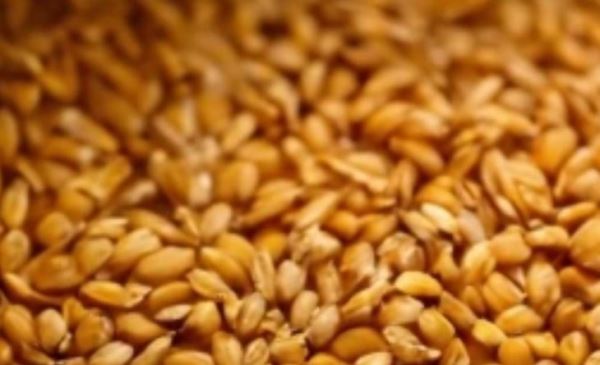 Как проверяют жизнеспособность семян зерновых тетразольным способом