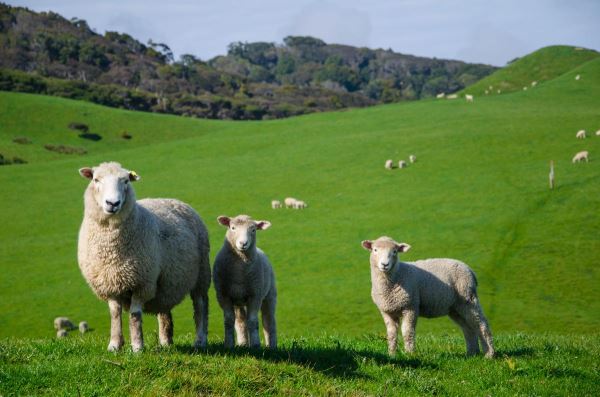Фермеры Иркутской области нарастили поголовье коз и овец
