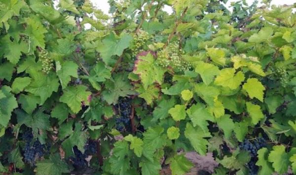 Управление спящей почкой на южных виноградниках дает два урожая за сезон