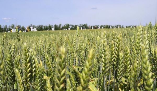 Элитными семенами озимой пшениц Ростовская область обеспечена