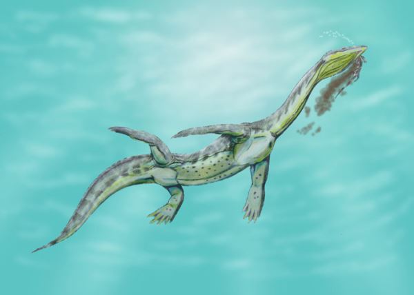 Длинная шея помогла предкам плезиозавров захватить освободившиеся экологические ниши - новости экологии на ECOportal