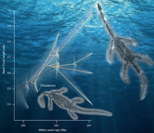 Длинная шея помогла предкам плезиозавров захватить освободившиеся экологические ниши - новости экологии на ECOportal