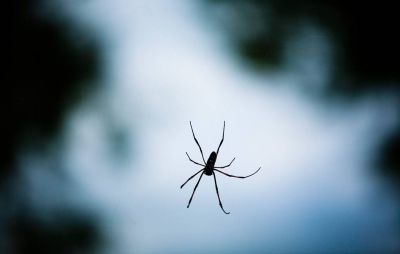 Экологи выяснили, что пауки могут переносить ртутное загрязнение из воды на сушу - новости экологии на ECOportal