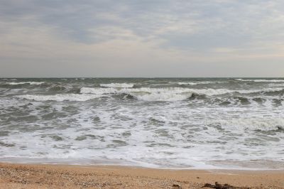 Эксперт указал на причины роста запасов черноморских креветок в Азовском море - новости экологии на ECOportal