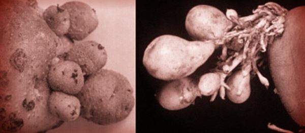 Что такое израстание картофеля и как его избежать