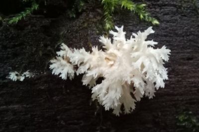 Фотографировать, но не срывать. Краснокнижный гриб-коралл нашли в МО - новости экологии на ECOportal