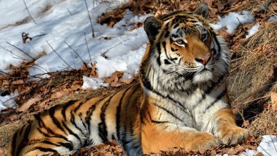 Ирина Винер поставит шоу, посвященное защите амурского тигра - новости экологии на ECOportal
