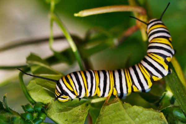 Яркие краски природы: 6 изумительно красивых насекомых - новости экологии на ECOportal
