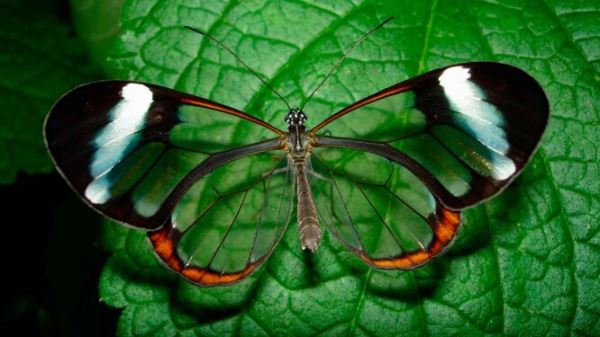 Яркие краски природы: 6 изумительно красивых насекомых - новости экологии на ECOportal