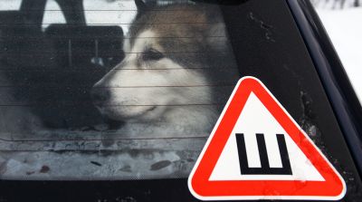 Кинолог посоветовал ограничить собаку в воде и еде перед поездкой в машине - новости экологии на ECOportal
