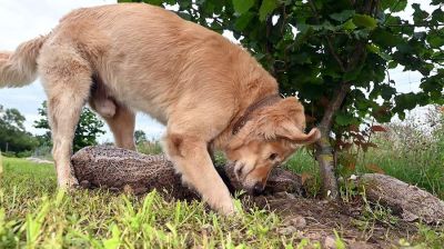 Кинолог рассказал об опасности грибов для собак - новости экологии на ECOportal