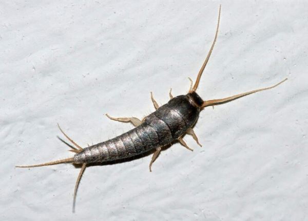 Маленькие чудовища: 6 самых неприятных насекомых - новости экологии на ECOportal
