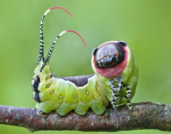 Маленькие чудовища: 6 самых неприятных насекомых - новости экологии на ECOportal