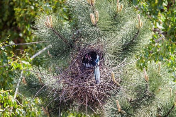 Металлическое гнездо - новости экологии на ECOportal