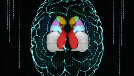 Неврологи раскрыли генетику размеров мозга