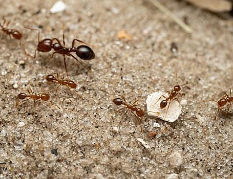 Огненные муравьи обнаружены в Европе