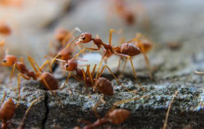 Опасные для местной экосистемы красные огненные муравьи проникли на юг Европы - новости экологии на ECOportal