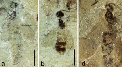 Палеонтологи обнаружили переходную форму между комарами и мухами - новости экологии на ECOportal